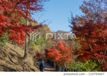 Autumn foliage in Arashiyama Valley, Saitama Prefecture 114793667