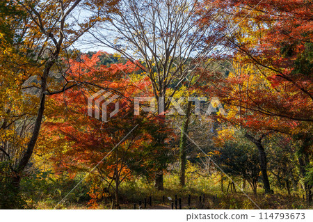 Autumn foliage in Arashiyama Valley, Saitama Prefecture Autumn foliage in Arashiyama Valley, Saitama Prefecture 114793673