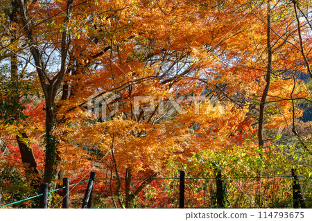 Autumn foliage in Arashiyama Valley, Saitama Prefecture Autumn foliage in Arashiyama Valley, Saitama Prefecture 114793675
