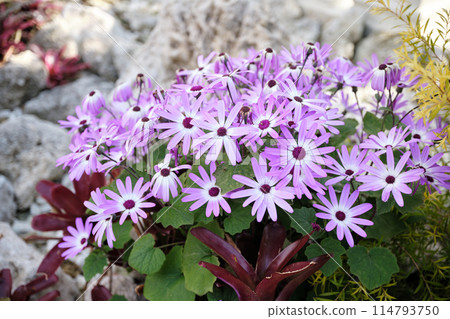 Beautiful purple senetti flower petals 114793750
