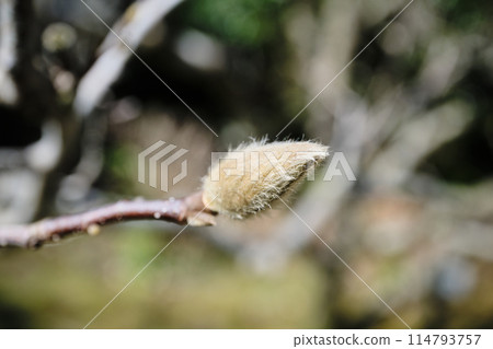 Hairy bud of the Japanese quince Hairy bud of the Japanese quince 114793757
