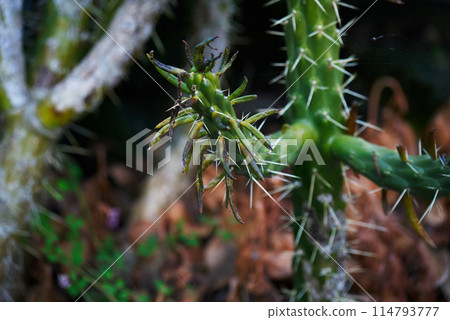 帶刺的仙人掌 114793777