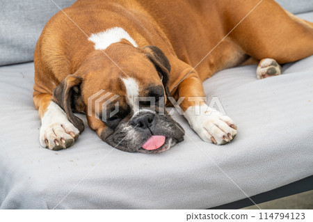 funny face 3 year old purebred golden puppy german boxer dog closeup sleeping at the couch 114794123