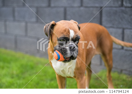 3 years old purebred golden german boxer dog puppy jumping playing with a ball 3 years old purebred golden german boxer dog puppy jumping playing with a ball 114794124