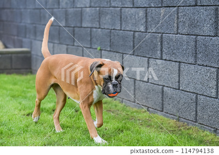 3 years old purebred golden german boxer dog puppy jumping playing with a ball 114794138