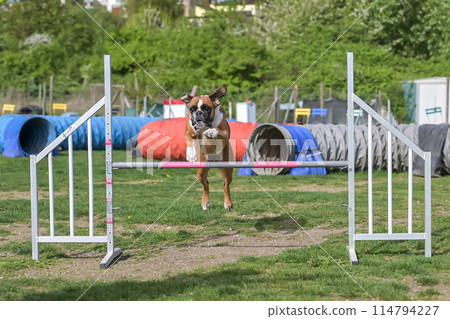 German Boxer Purebred Dog agility field jumping over obstacles, crossing tunnel, running slalom 114794227