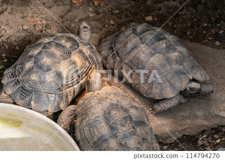 Turtle Testudo Marginata european landturtle family three turtles different size baby parents lined up closeup wildlife 114794270