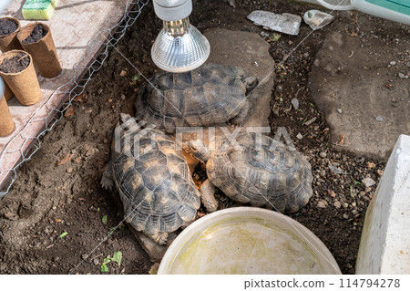 Turtle Testudo Marginata european landturtle family three turtles different size baby parents lined up closeup wildlife 114794278