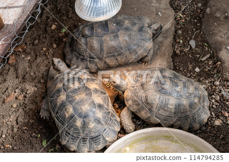Turtle Testudo Marginata european landturtle family three turtles different size baby parents lined up closeup wildlife 114794285