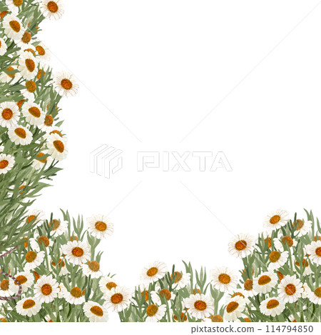 Chamomile corner frame in watercolor isolated on white. High quality hand painted wild herb illustration for cards, packages, posters, oil infusions, folk medicine recipes and herbal guides design 114794850