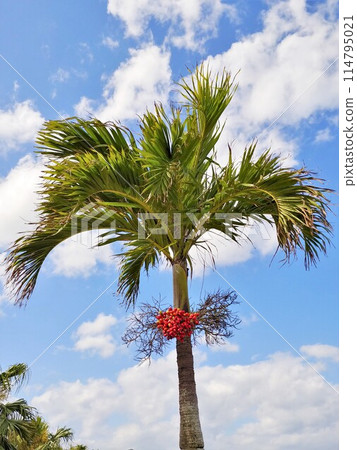 Palm trees with fruits 6 Okinawa 114795021