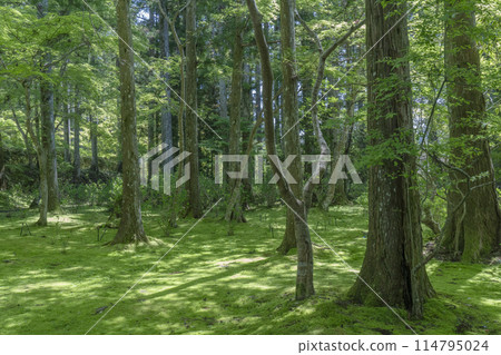 Early summer at Mount Koya: Danjo Garan, Kiyotaki Daigongen Ryuo and the moss garden in front of Aji Pond 114795024