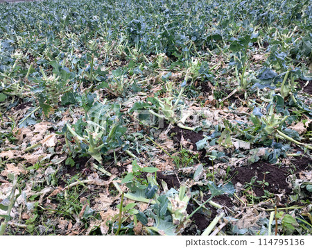 Broccoli field destroyed by hail (2022/06/02 in Saitama, Japan) Broccoli field destroyed by hail (2022/06/02 in Saitama, Japan) 114795136