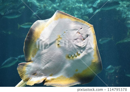 海洋生物 海洋生物 114795378