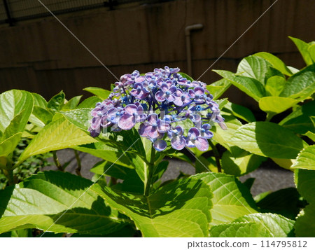Blue Hydrangea macrophylla flower 114795812
