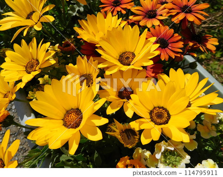 Gazania flowers in vibrant colors Gazania flowers in vibrant colors 114795911