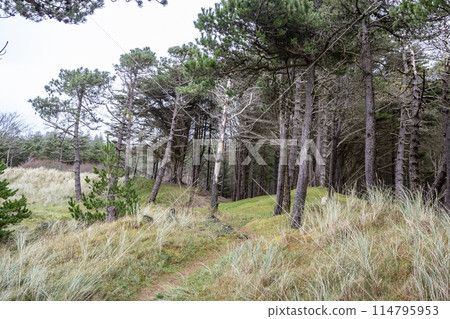 The forest at Murvagh in County Donegal, Ireland 114795953