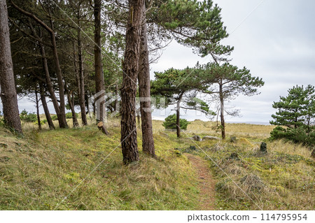 The forest at Murvagh in County Donegal, Ireland 114795954