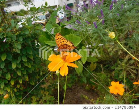 雄性黑斑貝母和黃尾波斯菊 114796094