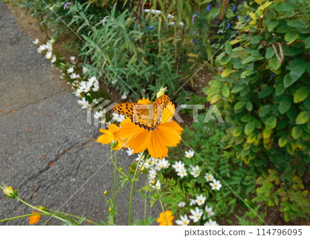 雄性黑斑貝母和黃尾波斯菊 114796095
