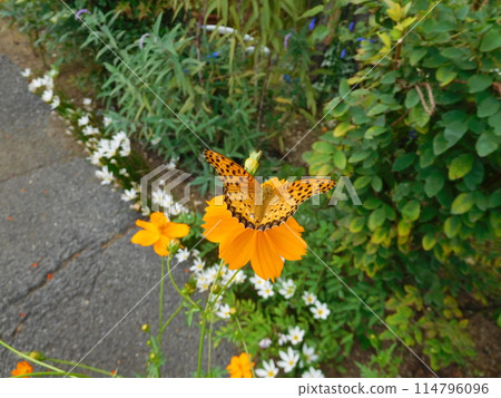 Male Swallowtail Butterfly and Yellow Cosmos 114796096