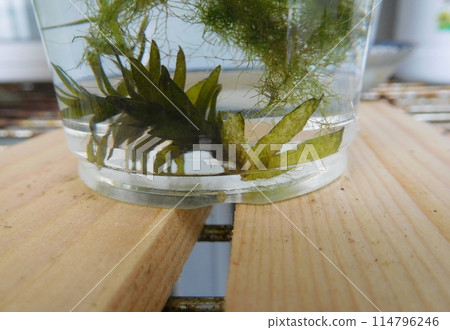 Medaka needlefish fry Medaka needlefish fry 114796246