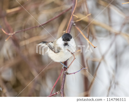 Cute bird the willow tit, song bird sitting on a branch without leaves in the winter. 114796311