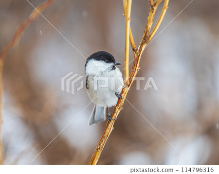 Cute bird the willow tit, song bird sitting on a branch without leaves in the winter. Cute bird the willow tit, song bird sitting on a branch without leaves in the winter. 114796316