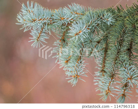 Fir branch with needles in the sunset light 114796318