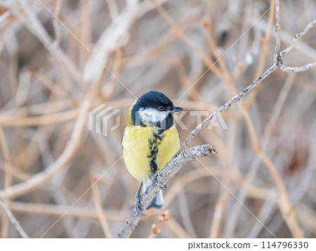 Cute bird Great tit, songbird sitting on the branch with blurred background 114796330