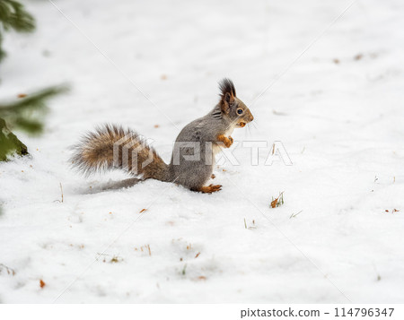 The squirrel funny standing on its hind legs on the white snow The squirrel funny standing on its hind legs on the white snow 114796347