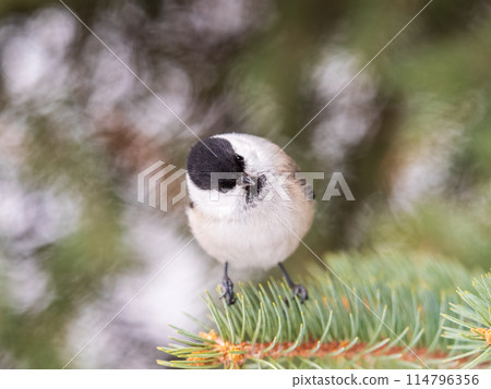 Cute bird the willow tit, song bird sitting on the fir branch 114796356
