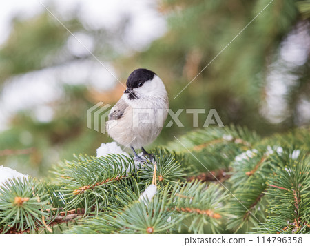 Cute bird the willow tit, song bird sitting on the fir branch 114796358