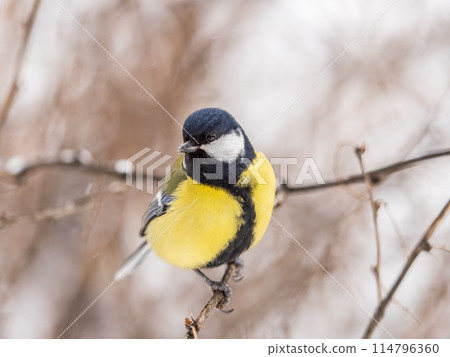 Cute bird Great tit, songbird sitting on the fir branch with snow in winter Cute bird Great tit, songbird sitting on the fir branch with snow in winter 114796360