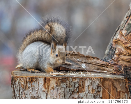 A squirrel sits on a stump and eats nuts in autumn. A squirrel sits on a stump and eats nuts in autumn. 114796373