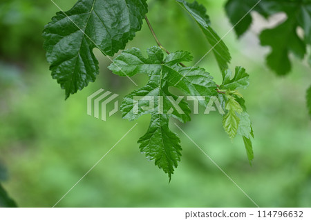 Young mulberry leaves in early summer Young mulberry leaves in early summer 114796632