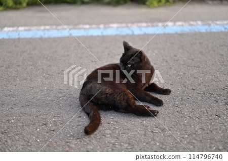 躺在路邊的黑貓 114796740