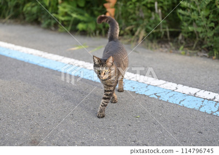 Approaching tabby cat Approaching tabby cat 114796745