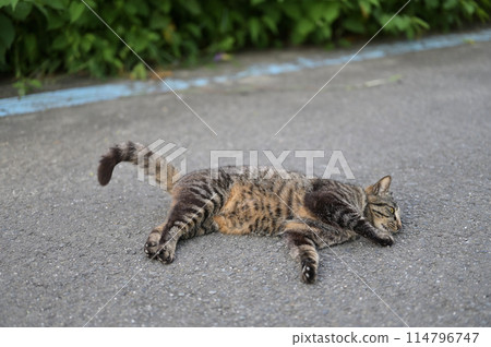 tabby cat lying on the roadside 114796747