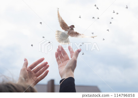 Girl stretches her hands to the sky for flying pigeons. 114796858