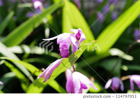 pretty purple orchid pretty purple orchid 114797051