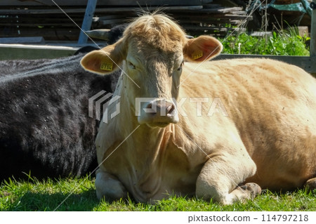 Cows Resting on Grass in Farmyard 114797218
