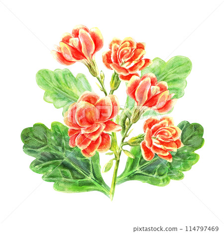 Kalanchoe flowers and leaves of succulents bouquet. Watercolor hand painted illustration isolated on white background. Decoration for greeting cards, wedding invitations, birthday celebrations Kalanchoe flowers and leaves of succulents bouquet. Watercolor hand painted illustration isolated on white background. Decoration for greeting cards, wedding invitations, birthday celebrations 114797469