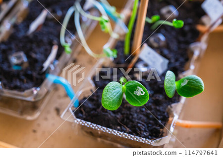 用雞蛋盒和發芽的南瓜製作幼苗 114797641