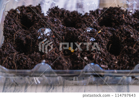 使用雞蛋盒培育神奇辣椒幼苗 114797643