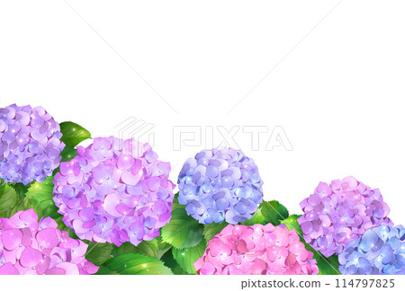 繡球花框架白色背景透明 114797825