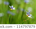 Flowers of Niwase 114797879