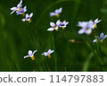 Flowers of Niwase 114797883