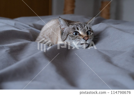 一隻貓盯著你 114798676