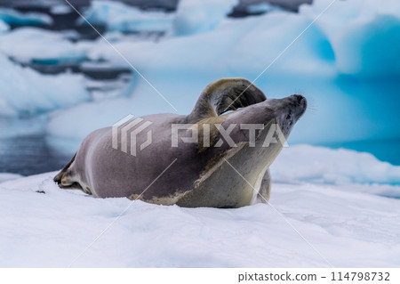 Crabeater Seal resting on a sheet of ice 114798732